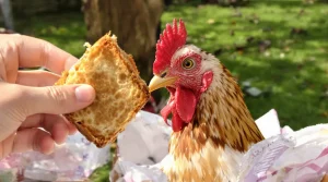 Peut-on vraiment donner les restes de pain à ses poules sans les rendre malades ?