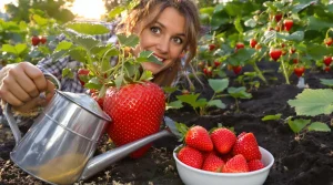 Des fraisiers qui donnent de plus gros fruits : arrosez-les au printemps avec cet ingrédient secret de cuisine