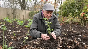 Fraises : ce que les anciens faisaient toujours en février avec leurs plants (et pourquoi)
