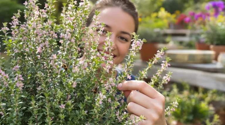 Faut-il laisser fleurir son thym pour garder un maximum d’arôme ? Voici la réponse à connaître