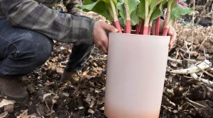 Le forçage de la rhubarbe : une méthode facile pour des tiges précoces et gourmandes